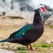 Muscovy Duck