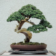 Miyagi