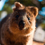 StonedQuokka