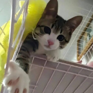 郑州师范学院炮王