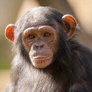 Абаракадабара