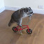 BICYCLE RACCOON