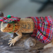 ваня ящерица