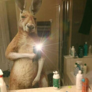 Kangaroo