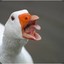 The_Goose