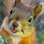 acorn.tehsquirrel