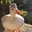 thiccduck
