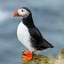 Puffin