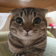 Miaushino