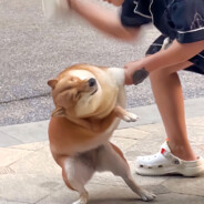 一包舔三遍，每次都有新发现