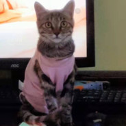 放牛娃儿王二小