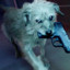 John Wick´s dog