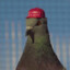 PresidentPigeon