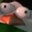 FATPINGU