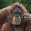 An Orangutan Therapist