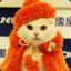 Fashion Cat