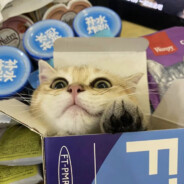 装在盒子里的猫