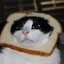 meow :3