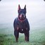 Graff_Doberman