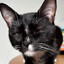 Tux_Cat
