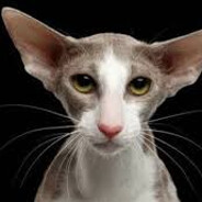 Kingsman - steam id 76561198358064894