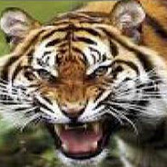 scary ass tiger