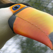 Toucan