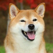 Shiba