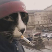 Cat smoking a ciggie