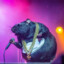 Big Rat