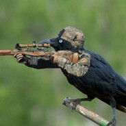 CombatCrow