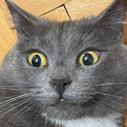 BoykaTheCat - steam id 76561197962056246