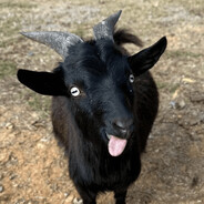zy's Avatar