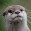 Loutre
