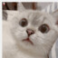 小猪