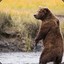 Flying -Bear-