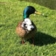 the_Duck2904