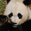 ♔ DAady The PANDA