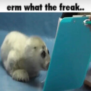 seal's avatar