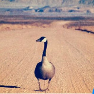 鹅在打药请稍后再冲