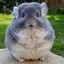 chinchila :)