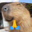 Bored Capybara