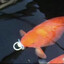 Mr.POnd