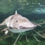Tiger Shovelnose Catfish