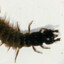 UNIDENTIFIED RIVER INVERTEBRATE