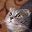 Anabi's avatar
