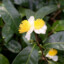 camellia sinensis