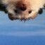 Lustiger Igel