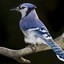 Bluejay 3