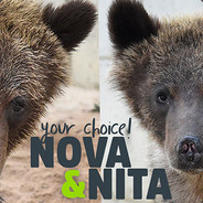 novabear>awp>god